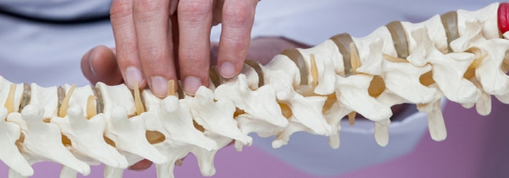 page-spine1 Spinal Model